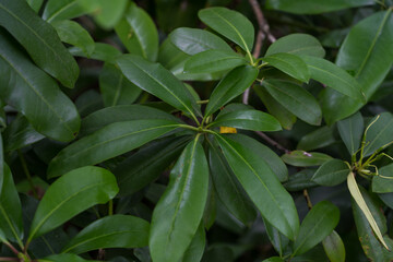 The broad leaves of a tree growing in a dense forest