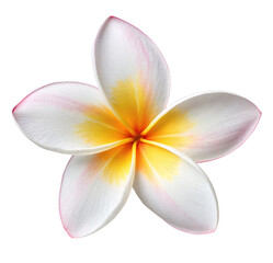 White plumeria flower closeup tropical frangipani blossom exotic bloom floral beauty summer petals isolated 100