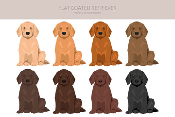 Flat coated retriever clipart. Different poses, coat colors set.  Vector illustration