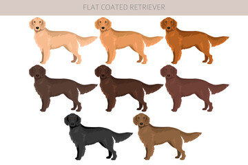 Flat coated retriever clipart. Different poses, coat colors set.  Vector illustration