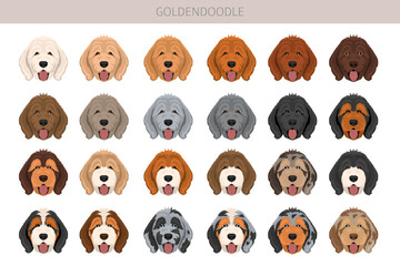 Goldendoodle clipart. Golden retriever Poodle mix. Different coat colors set.  Vector illustration