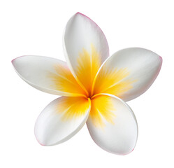 Beautiful plumeria flower blossom close up photo tropical flower white and yellow petals exotic bloom isolated