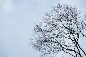 Stark Branches Against a Cloudy Sky A Winter Tree Silhouette