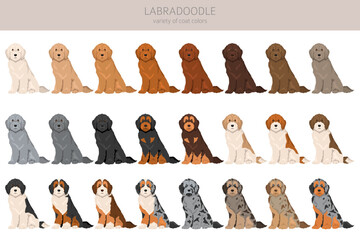 Labradoodle clipart. Different poses, coat colors set.  Vector illustration