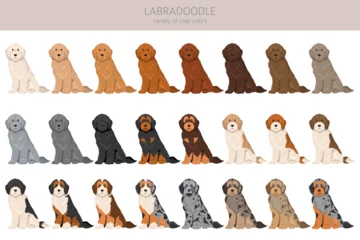 Labradoodle clipart. Different poses, coat colors set.  Vector illustration © a7880ss