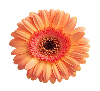 Close up peach gerbera daisy flower photo with black background for spring floral designs and decor ideas