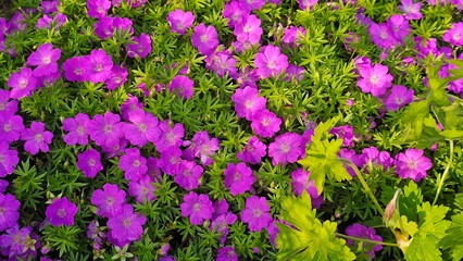 Geranium sanguineum, common name bloody crane's-bill or bloody geranium, is a species of hardy flowering herbaceous perennial plant in the cranesbill family Geraniaceae. It is the county flower of Nor