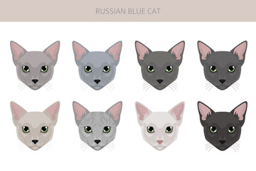 Fototapeta premium Russian Blue Cat clipart. All coat colors set. All cat breeds characteristics infographic. Vector illustration
