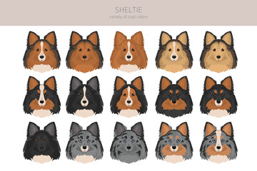 Fototapeta premium Sheltie, Shetland sheepdog clipart. Different poses, coat colors set. Vector illustration