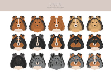 Sheltie, Shetland sheepdog clipart. Different poses, coat colors set.  Vector illustration