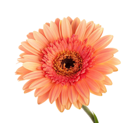 Isolated peach gerbera daisy flower bloom close up on black background for floral design and decoration