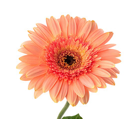 Isolated peach gerbera daisy flower blossom close up photo on black background for floral design ideas