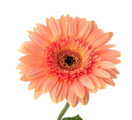 Isolated peach gerbera daisy flower blossom close up photo on black background for floral design ideas