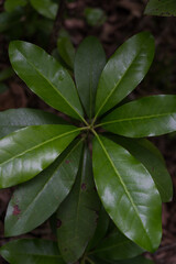 The broad leaves of a tree growing in a dense forest
