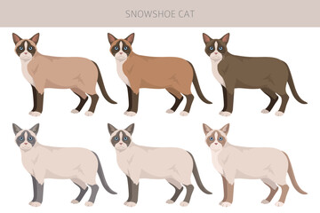 Snowshoe Cat clipart. All coat colors set.  All cat breeds characteristics infographic. Vector illustration