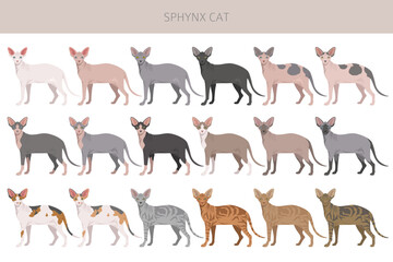 Canadian Sphynx Cat clipart. All coat colors set.  All cat breeds characteristics infographic. Vector illustration