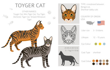 Toyger Cat clipart. All coat colors set.  All cat breeds characteristics infographic. Vector illustration