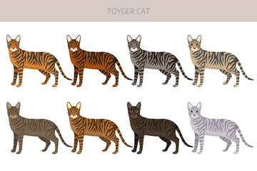 Toyger Cat clipart. All coat colors set.  All cat breeds characteristics infographic. Vector illustration