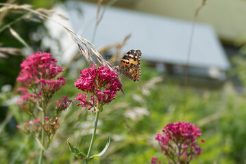 Painted Lady (Vanessa Cardui) Butterfly perched on pink flower in Zurich, Switzerland