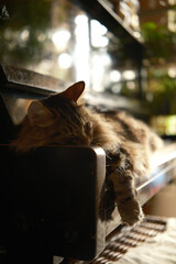 cinematic. Music concept and domestic animals. fluffy cat sleeping on vintage keys. grey Kitty on piano keys