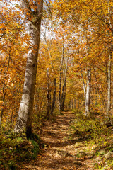 New England Autumn Colors Traveling Pathway