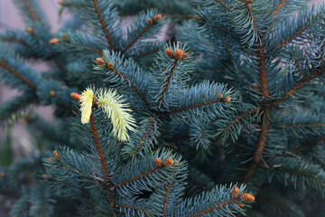 Young light green shoots of a dark fir or black pine. Young shoots of a coniferous tree.