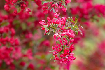 Crab apple tree blossoms with copy space