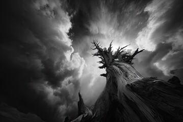 A weathered tree trunk reaching toward a stormy sky