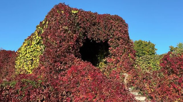 Autumn gazebo overgrown with Parthenocissus quinquefolia Virginia creeper foliage 