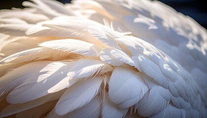 A Swan's Ruffled Neck Feathers