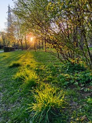Sunset in the park with green grass and trees in the foreground
