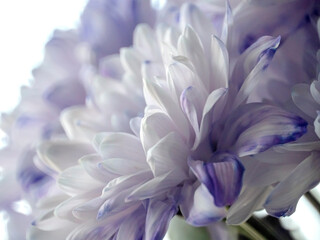 light lilac chrysanthemum flowers in a bouquet