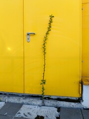 Green Creeper Plant Growing on Yellow Metal Door. Vertical Image Composition