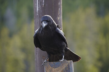 Raven