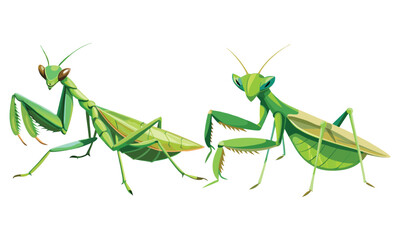 Realistic Green Praying Mantis Clipart - Detailed Insect Illustration with Transparent Background