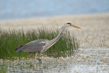 Grey heron - Ardea cinerea wading in water with white flowers. Photo from Calera y Chozas in Spain, Toledo Province. Ardea cinerea cinerea