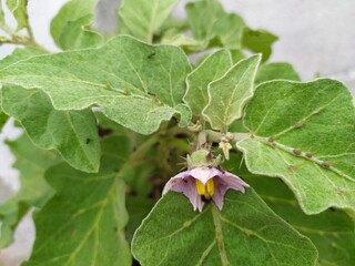 This spiny Solanum flower, likely a wild eggplant relative, is pale purple/white with a yellow center. Wild Solanums like S. insanum are edible and used in traditional Asian medicine for many benefits