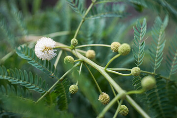 Delicate white flower and green buds on a plant