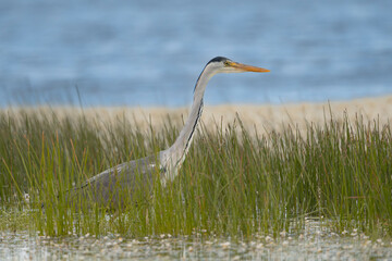 Grey heron - Ardea cinerea wading in water in green grass. Photo from Calera y Chozas in Spain,...
