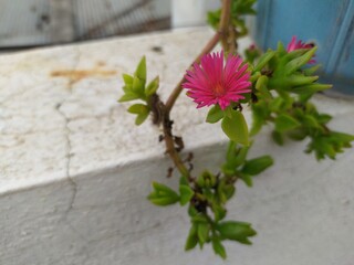 Aptenia cordifolia plant growing in the pot on the home terrace