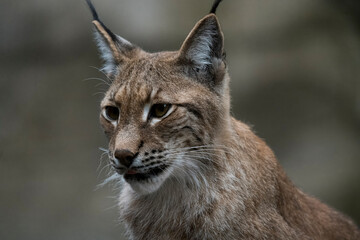 The Eurasian Lynx (Lynx lynx).