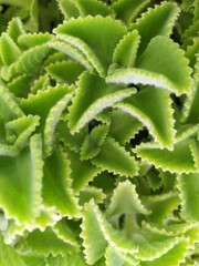 Cuban oregano, Spanish thyme, or Indian borage. It is a semi-succulent perennial plant with a pungent oregano-like flavor and odor.