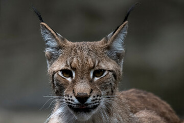 The Eurasian Lynx (Lynx lynx).