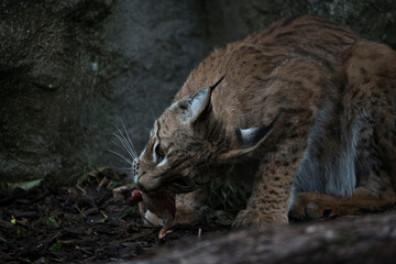 A Eurasian Lynx (Lynx lynx) feeding. 