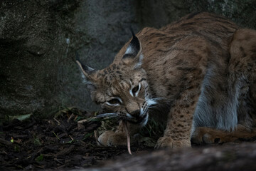 A Eurasian Lynx (Lynx lynx) feeding. 