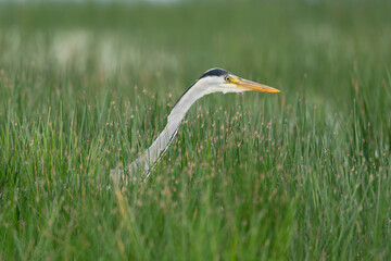 Grey heron - Ardea cinerea stalking prey in green grass. Photo from Calera y Chozas in Spain, Toledo Province. Ardea cinerea cinerea.