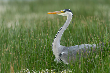 Grey heron - Ardea cinerea wading in green reed. Photo from Calera y Chozas in Spain, Toledo Province. Ardea cinerea cinerea.
