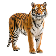 Naklejka premium Majestic Bengal Tiger Standing on Transparent Background