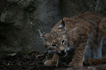 A Eurasian Lynx (Lynx lynx) feeding. 