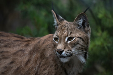 The Eurasian Lynx (Lynx lynx).